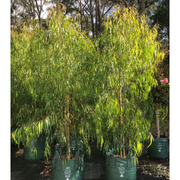 Corymbia citriodora 'Scentuous' OR 'Baby Citro'™- Dwarf Eucalyptus Lemon Scented Gum Corymbia citriodora 'Scentuous' OR 'Baby Citro'™- Dwarf Eucalyptus Lemon Scented Gum