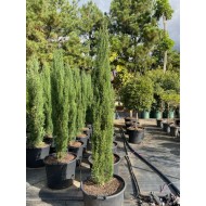 Cupressus sempervirens Glauca - Pencil Pine Conifer, Italian Pencil Pine