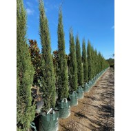 Cupressus sempervirens 'Stricta' - Pencil Pine, Candle Pine, Mediteranian Italian Pencil Pine