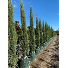 Cupressus sempervirens 'Stricta' - Pencil Pine, Candle Pine, Mediteranian Italian Pencil Pine