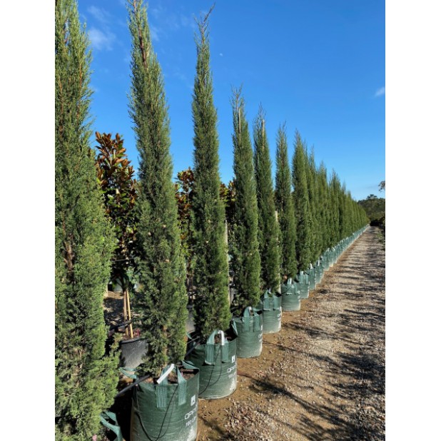 Cupressus sempervirens 'Stricta' - Pencil Pine, Candle Pine, Mediteranian Italian Pencil Pine