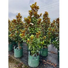 Magnolia grandiflora 'Teddy Bear'