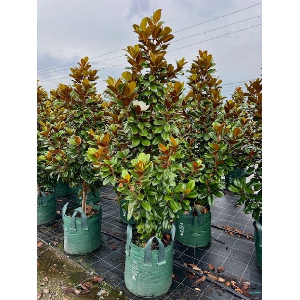 Magnolia grandiflora 'Teddy Bear'