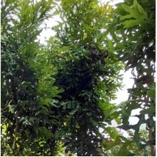 Stenocarpus sinuatus - Firewheel Tree