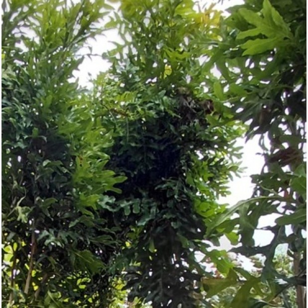 Stenocarpus sinuatus - Firewheel Tree