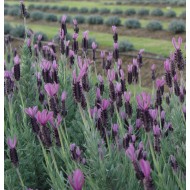 Lavender - Lavandula stoechas 'Avonview' 
