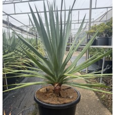 Dracaena Draco - Dragon Tree