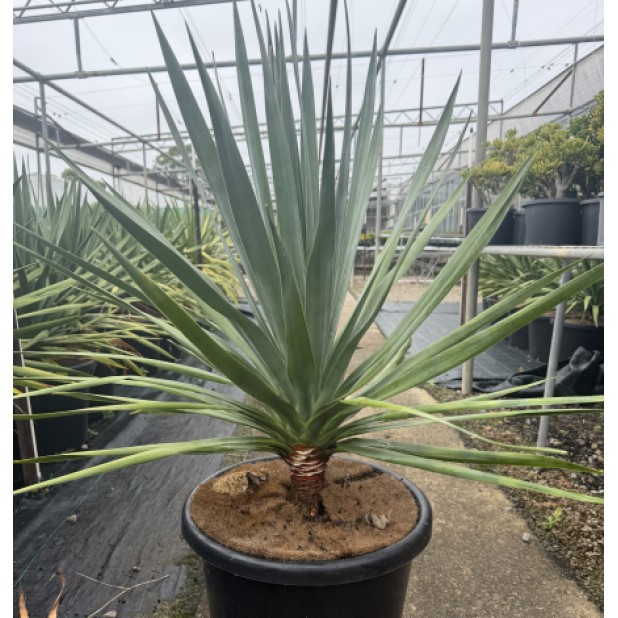 Dracaena Draco - Dragon Tree