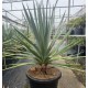 Dracaena Draco - Dragon Tree