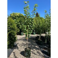Acer rubrum 'October Glory', 'Fairview Flame' or Acer freemannii 'Autumn Blaze', 'Frank Jr Redpointe' - Lipstick Maple, Canadian Maple