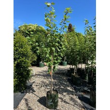 Acer rubrum 'October Glory', 'Fairview Flame' or Acer freemannii 'Autumn Blaze', 'Frank Jr Redpointe' - Lipstick Maple, Canadian Maple