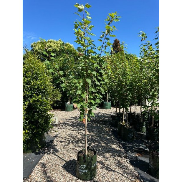 Acer rubrum 'October Glory', 'Fairview Flame' or Acer freemannii 'Autumn Blaze', 'Frank Jr Redpointe' - Lipstick Maple, Canadian Maple