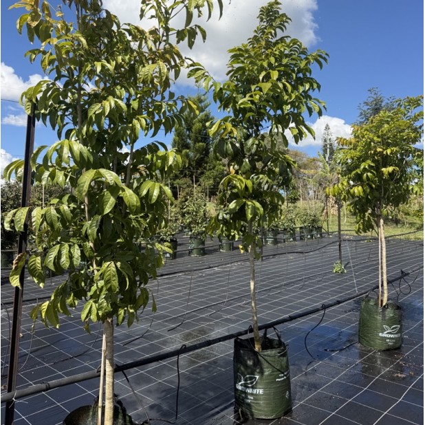 Harpullia pendula - Tulipwood Tree