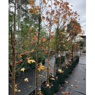Liquidambar styraciflua - American Sweetgum, Liquid Amber