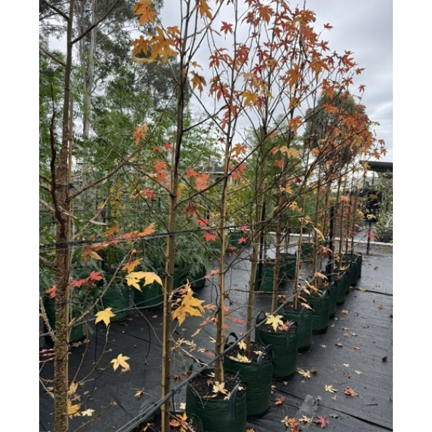 Liquidambar styraciflua - American Sweetgum, Liquid Amber