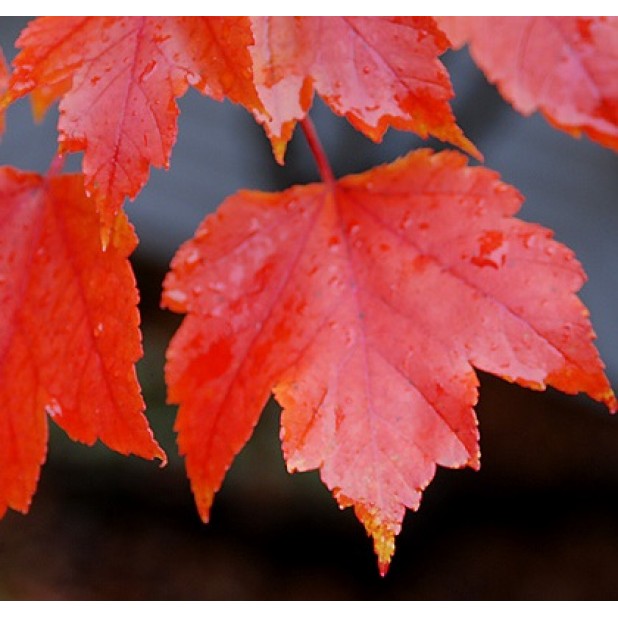 Acer rubrum 'October Glory', 'Fairview Flame' or Acer freemannii 'Autumn Blaze' - Lipstick Maple, Canadian Maple