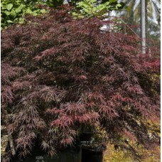 Acer palmatum dissectum 'Seiryu', 'Crimsonwave', 'Inaba Shidare', 'Viridis' - Weeping Japanese Maple