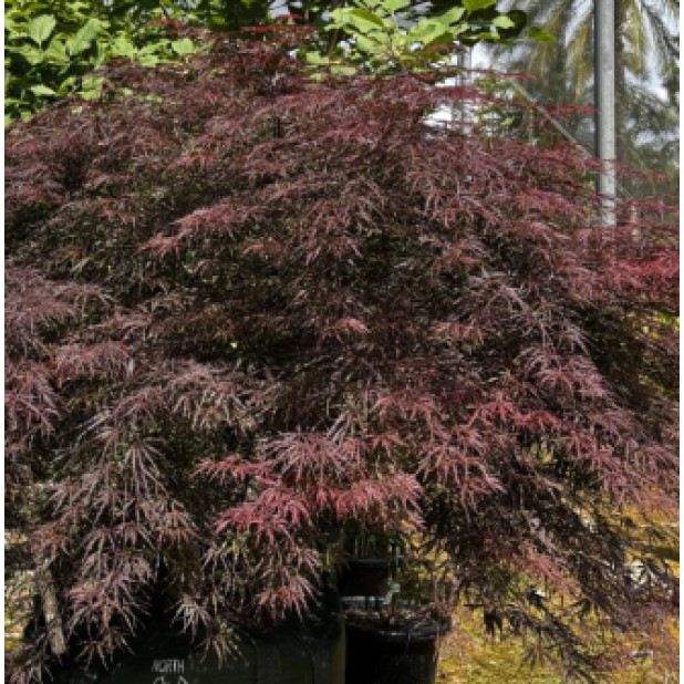 Acer palmatum dissectum 'Seiryu', 'Crimsonwave', 'Inaba Shidare', 'Viridis' - Weeping Japanese Maple