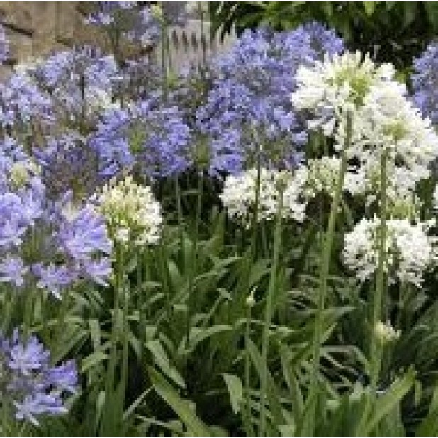 Agapanthus Orientalis (Blue & White) - African Lily
