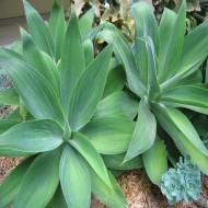 Succulents & Agave - Landscaping Varieties 