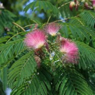 Albizia julibrissin - Pink Silk Tree, Persian Silk Tree, Mimosa Tree