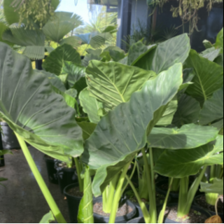 6 inch monstera deliciosa Buy Monstera Deliciosa – Swiss Cheese Plant Online main image 0