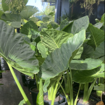 burle marx philodendron variegated Philodendron Burle Marx Variegated | 6” Potted Philodendron Burle Marx | Rare Indoor Plants for Delivery