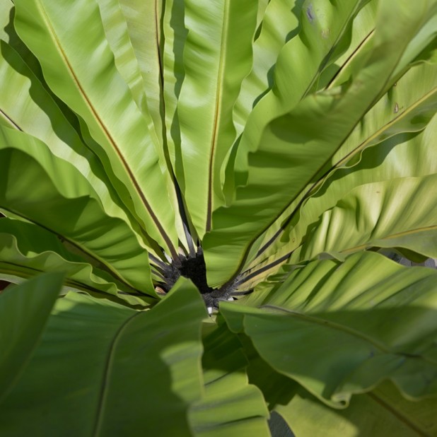 Asplenium nidus/australasicum - Birds Nest Fern