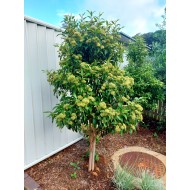 Backhousia citridora - Lemon Myrtle