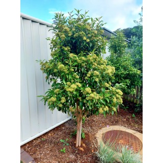 plant auto waterer DI-Smart Automatic Watering System main image 0
