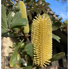 Banksia integrifolia - Coastal Banksia