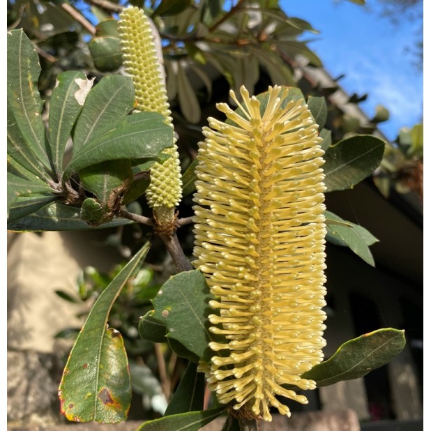 Banksia integrifolia - Coastal Banksia