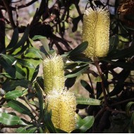 Banksia integrifolia - Coastal Banksia
