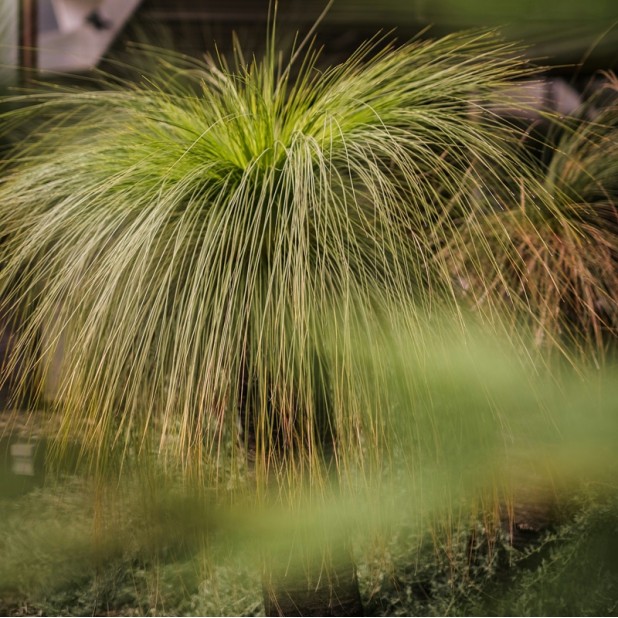 Xanthorrhoea 'Australis' 'Glauca' 'Johnsonii - Grass Tree Xanthorrhoea 'Australis' 'Glauca' 'Johnsonii - Grass Tree