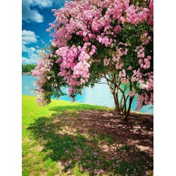 Feature Trees - Most Popular and Trending Varieties