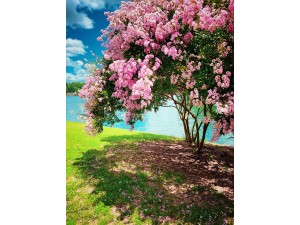 Feature Trees - Most Popular and Trending Varieties