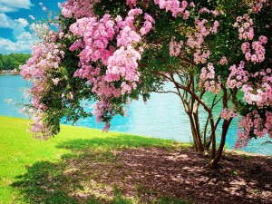 Feature Trees - Most Popular and Trending Varieties