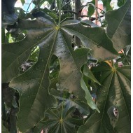 Brachychiton acerifolius - Illawarra Flame Tree