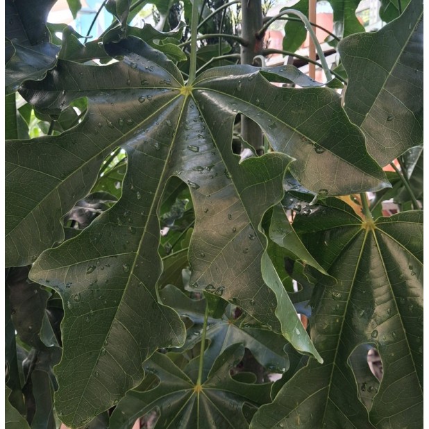 Brachychiton acerifolius - Illawarra Flame Tree