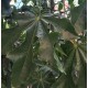 Brachychiton acerifolius - Illawarra Flame Tree