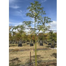 Brachychiton rupestris - Queensland Bottle Tree