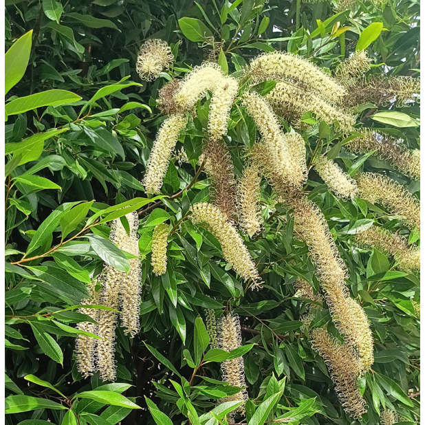 Buckinghamia celsissima - Ivory Curl Tree