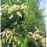 Buckinghamia celsissima - Ivory Curl Tree