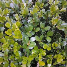 Buxus microphylla var japonica - Japanese Box