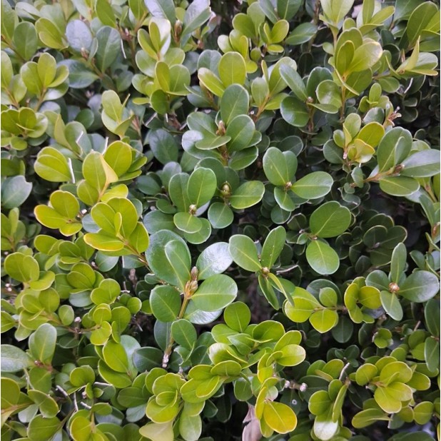 Buxus microphylla var japonica - Japanese Box