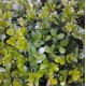 Buxus microphylla var japonica - Japanese Box