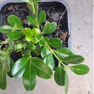 Buxus microphylla var japonica - Japanese Box