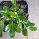 Buxus microphylla var japonica - Japanese Box