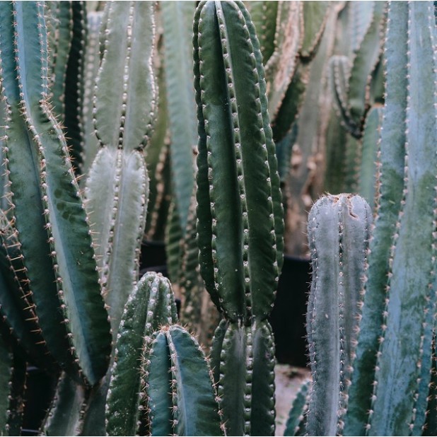 Cactus - Landscaping Varieties Cactus - Landscaping Varieties