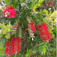 Callistemon Bottlebrush - Kings Park Special, Better John™, Endeavour, White Anzac, Pink Champagne, Great Balls of Fire, Captain Cook, Dawson River Weeper, Hannah Ray, Little John, Slim ™ Callistemon Bottlebrush - Kings Park Special, Better John™, Endeavour, White Anzac, Pink Champagne, Great Balls of Fire, Captain Cook, Dawson River Weeper, Hannah Ray, Little John, Slim ™